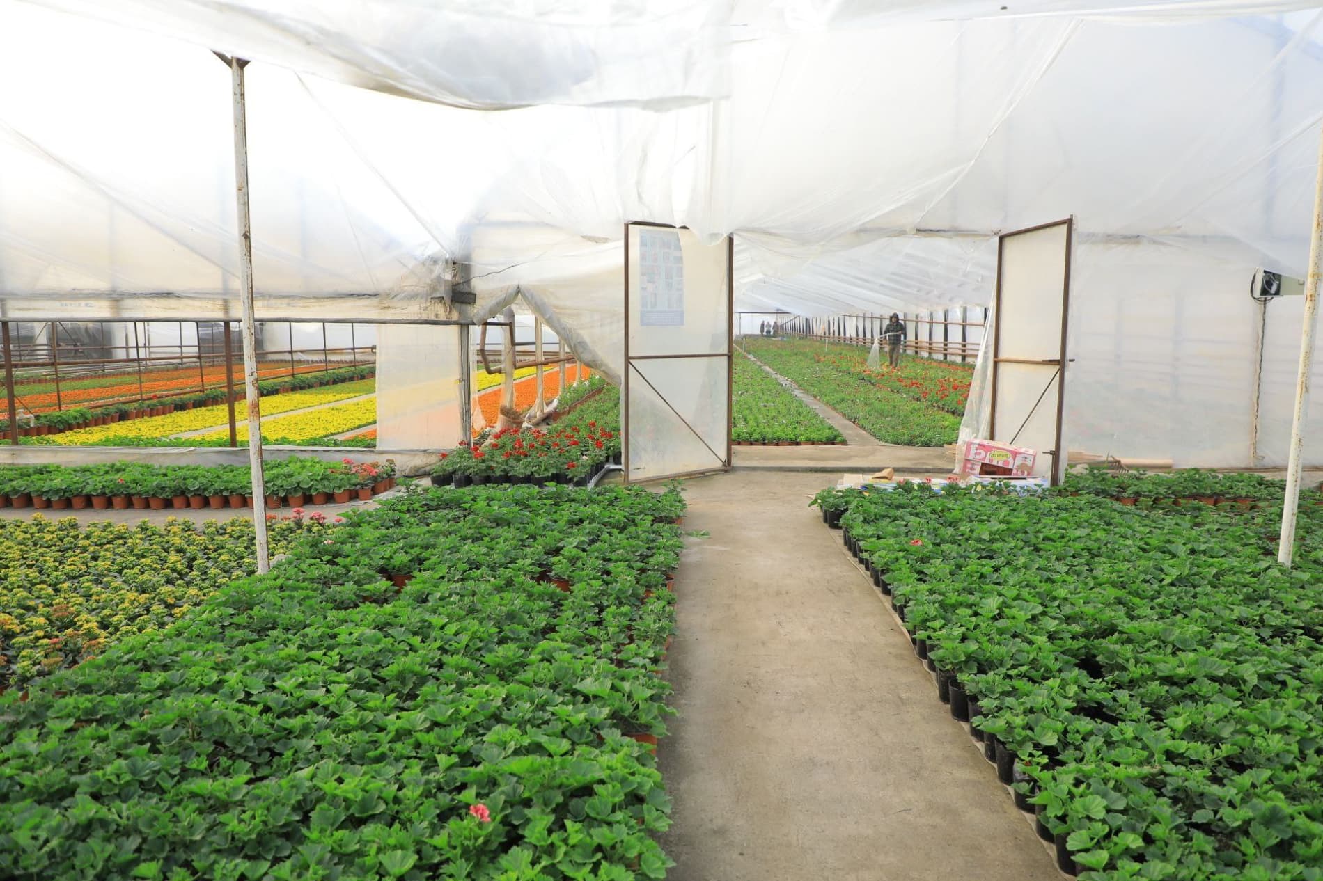 65-халқаро "Гуллар фестивали" маҳаллалардан бошланади