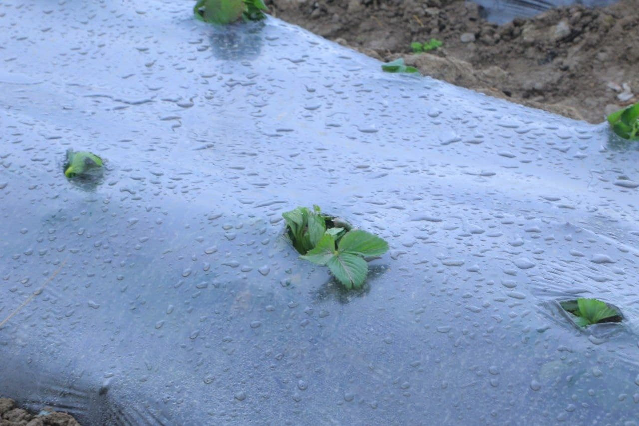 Ёшларга ажратилган ер: ҳам бандлик, ҳам даромад таъминланмоқда.