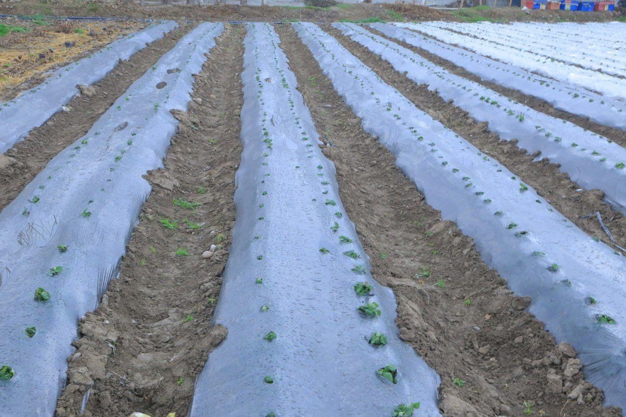 Ёшларга ажратилган ер: ҳам бандлик, ҳам даромад таъминланмоқда.