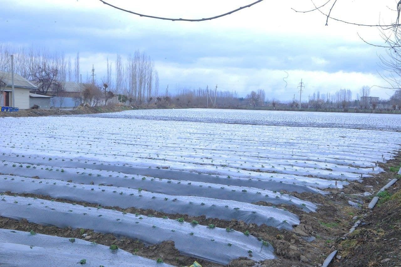 Ёшларга ажратилган ер: ҳам бандлик, ҳам даромад таъминланмоқда.