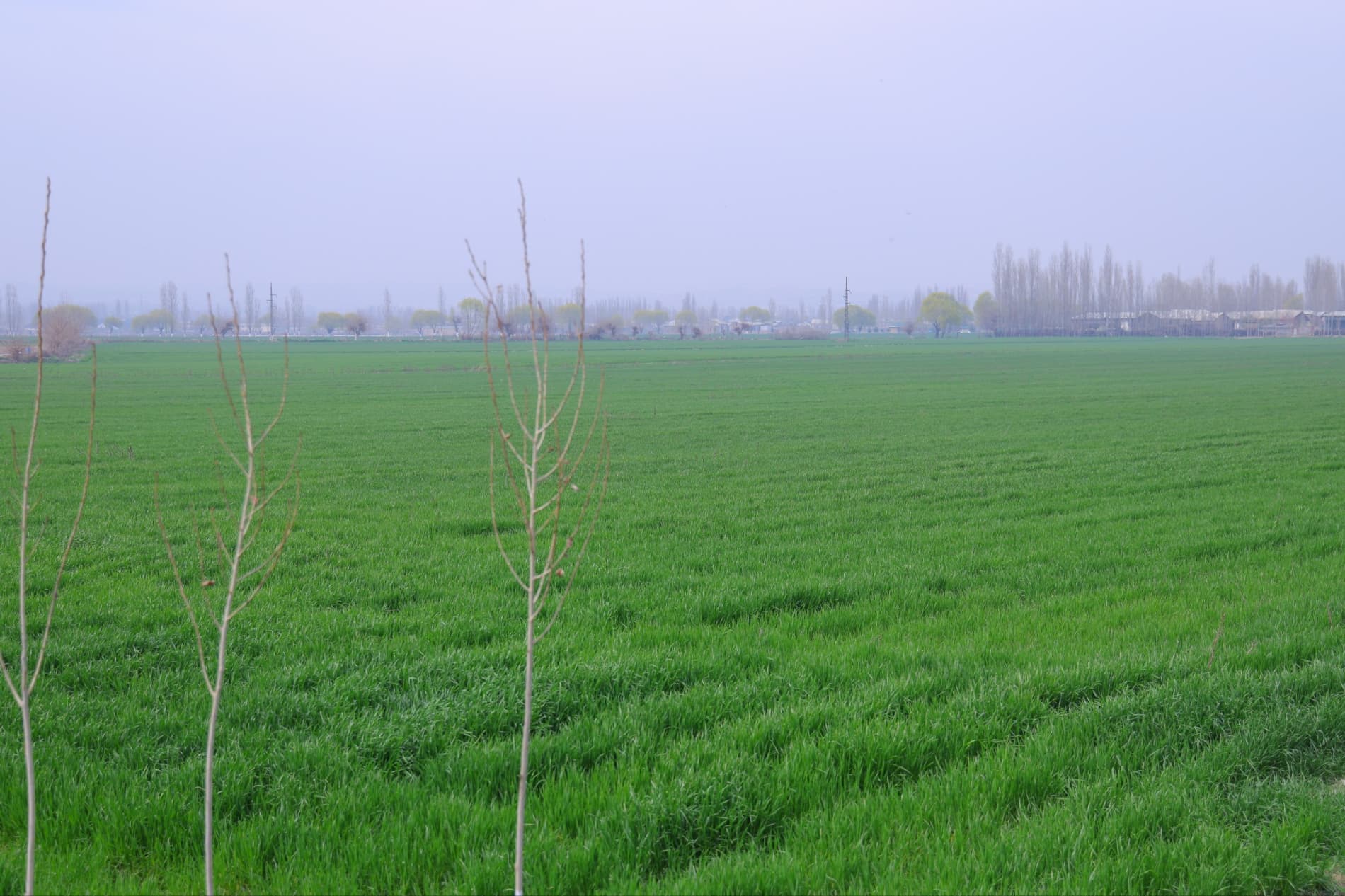 ПОП ТУМАНИДА БАҲОРГИ АГРОТЕХНИК ИШЛАРНИНГ БОРИШИ ЎРГАНИЛДИ