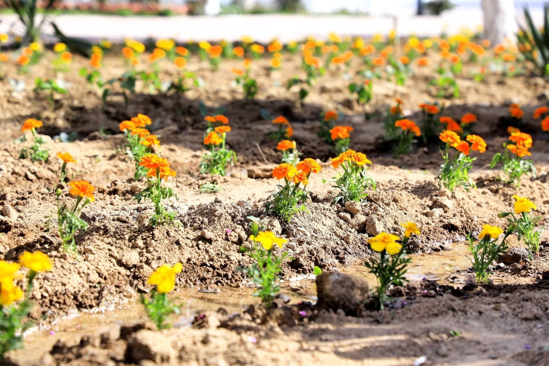 Поп гуллар ифорига бурканмоқда: 65 йиллик фестивалга тайёргарлик бошланди