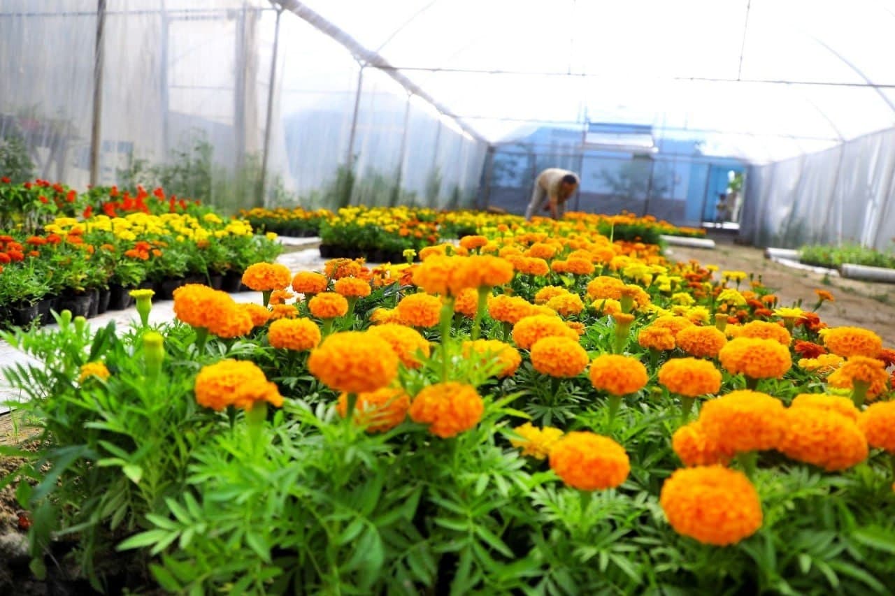 Поп гуллар ифорига бурканмоқда: 65 йиллик фестивалга тайёргарлик бошланди