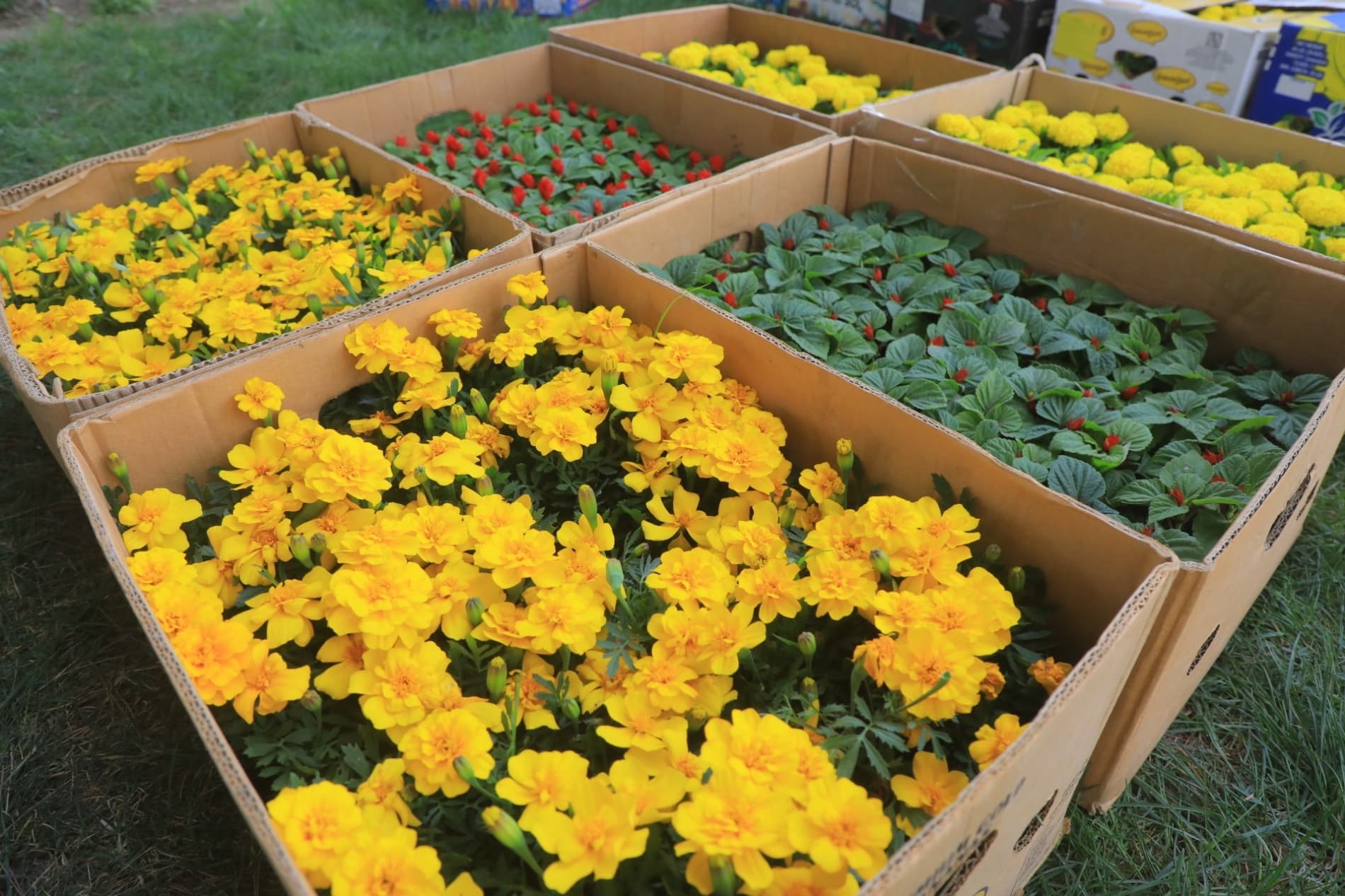 Поп гуллар ифорига бурканмоқда: 65 йиллик фестивалга тайёргарлик бошланди