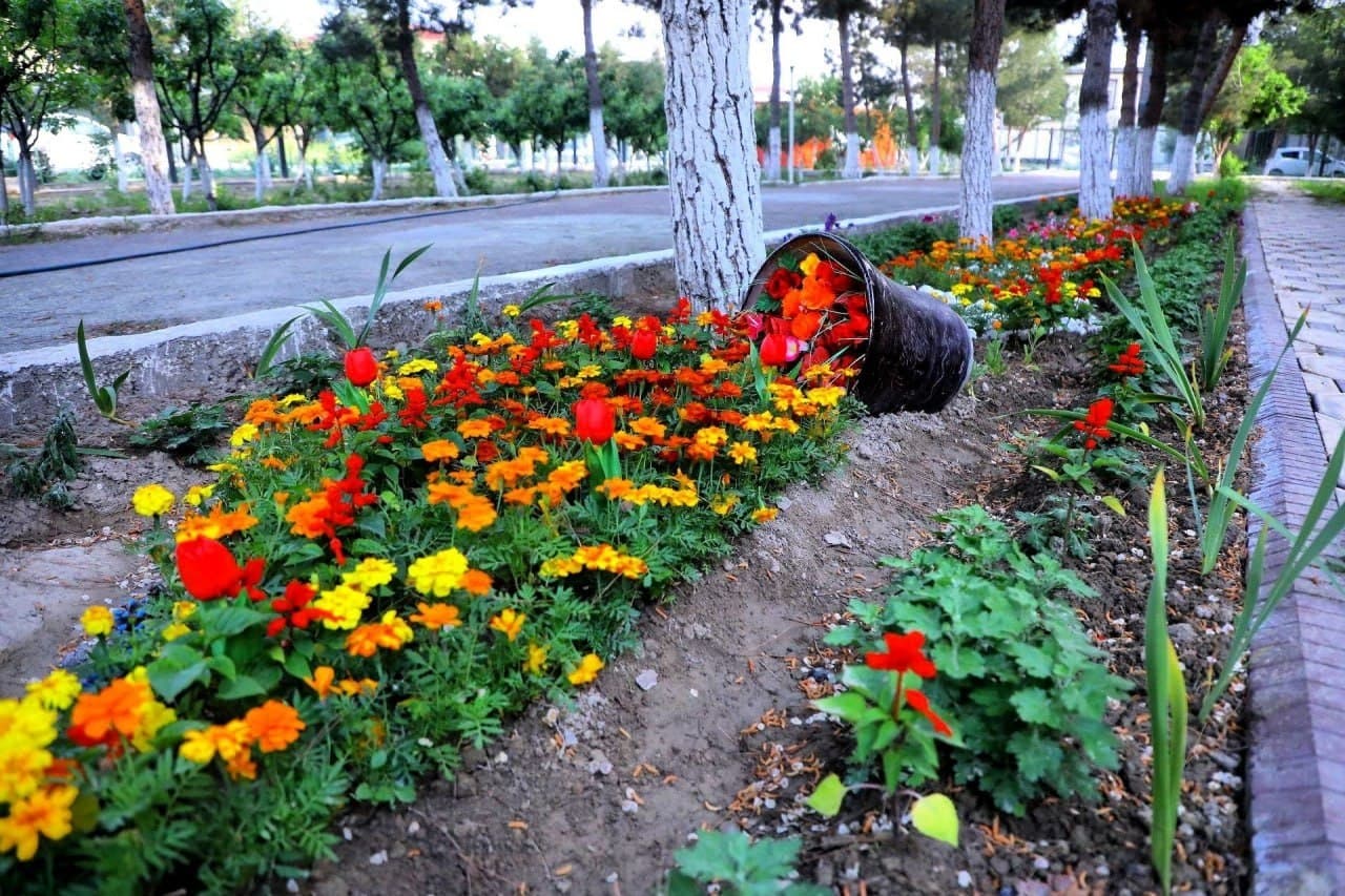 Поп гуллар ифорига бурканмоқда: 65 йиллик фестивалга тайёргарлик бошланди