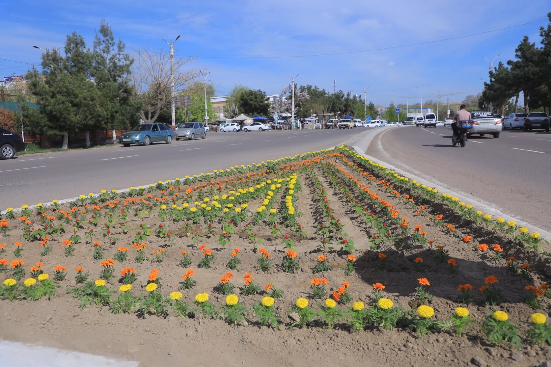 Поп гуллар ифорига бурканмоқда: 65 йиллик фестивалга тайёргарлик бошланди