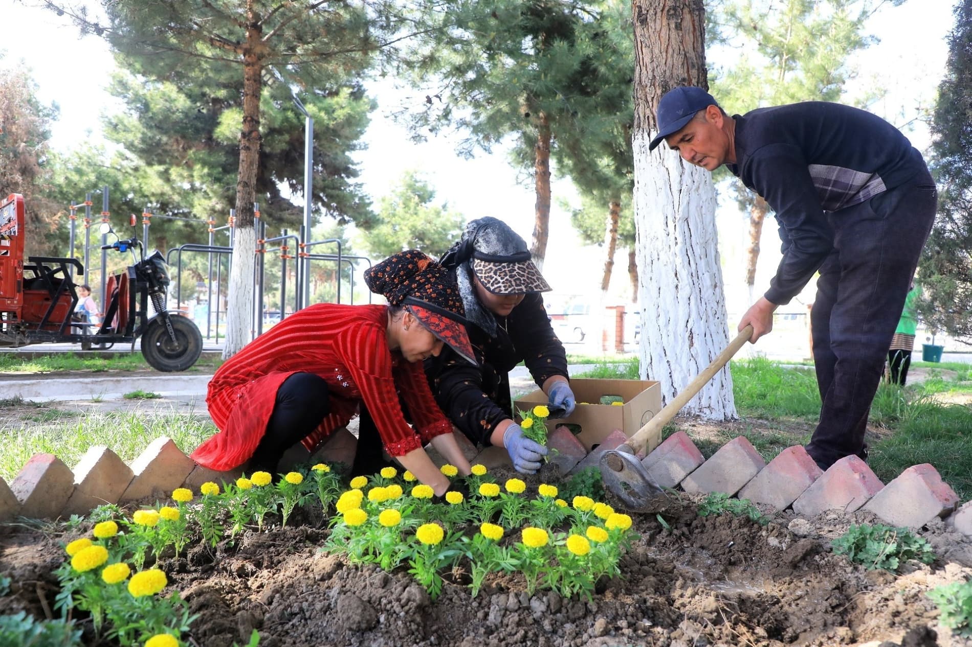 Поп гуллар ифорига бурканмоқда: 65 йиллик фестивалга тайёргарлик бошланди