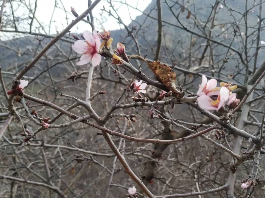 Surxondaryoda bodom gulladi!