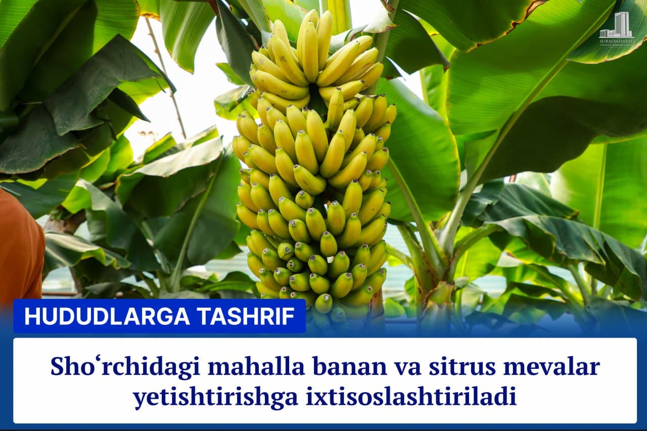 Шўрчидаги маҳалла банан ва ситрус мевалар етиштиришга ихтисослаштирилади