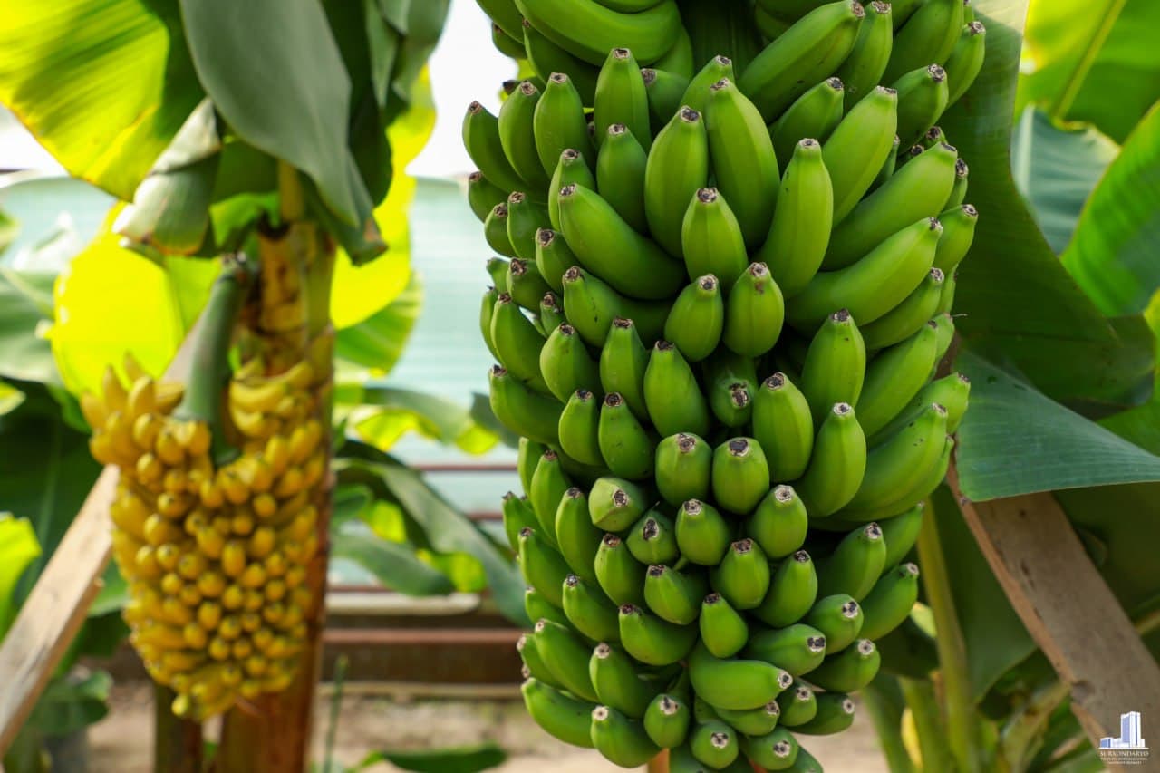 Шўрчидаги маҳалла банан ва ситрус мевалар етиштиришга ихтисослаштирилади