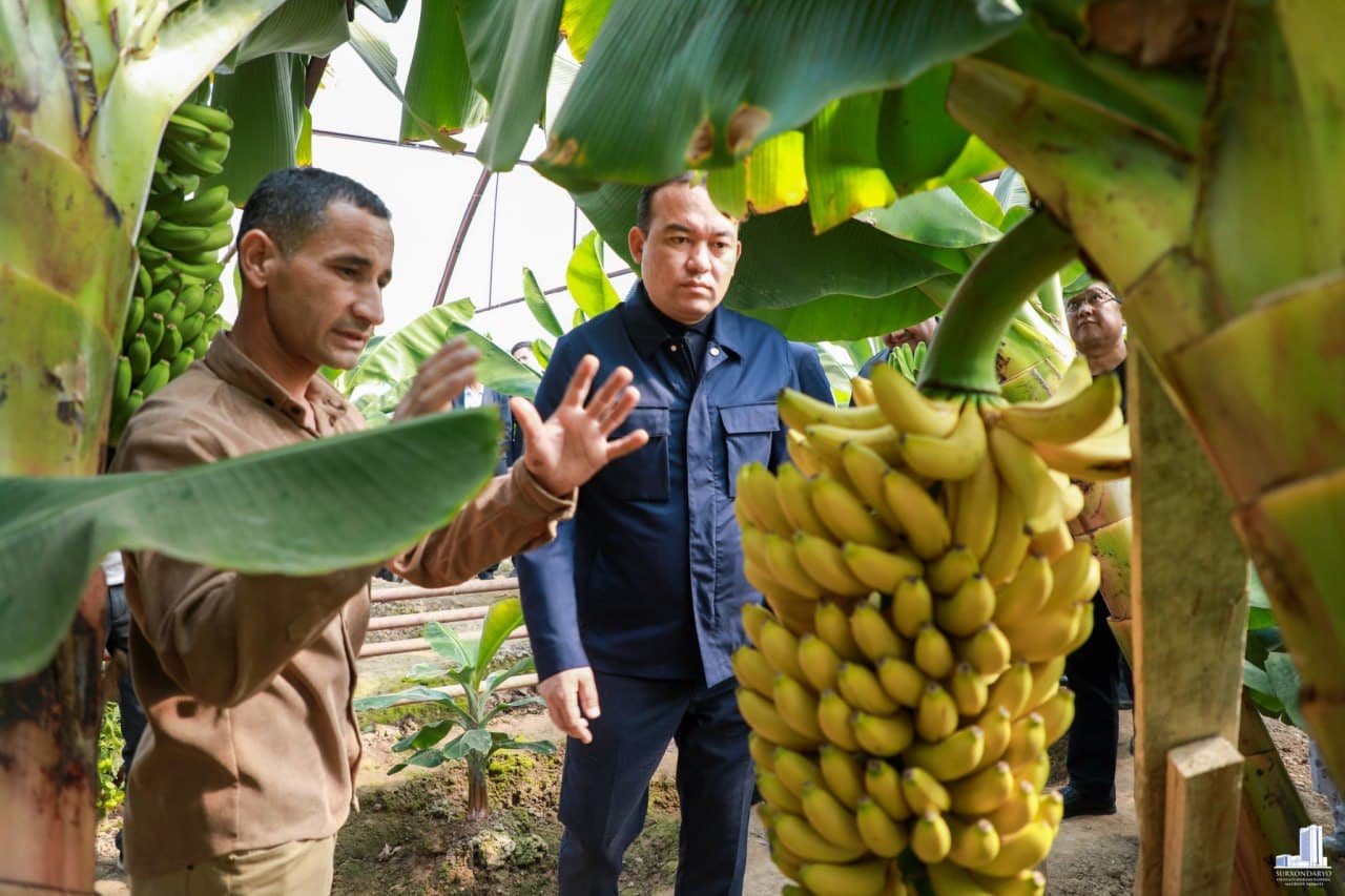 Шўрчидаги маҳалла банан ва ситрус мевалар етиштиришга ихтисослаштирилади