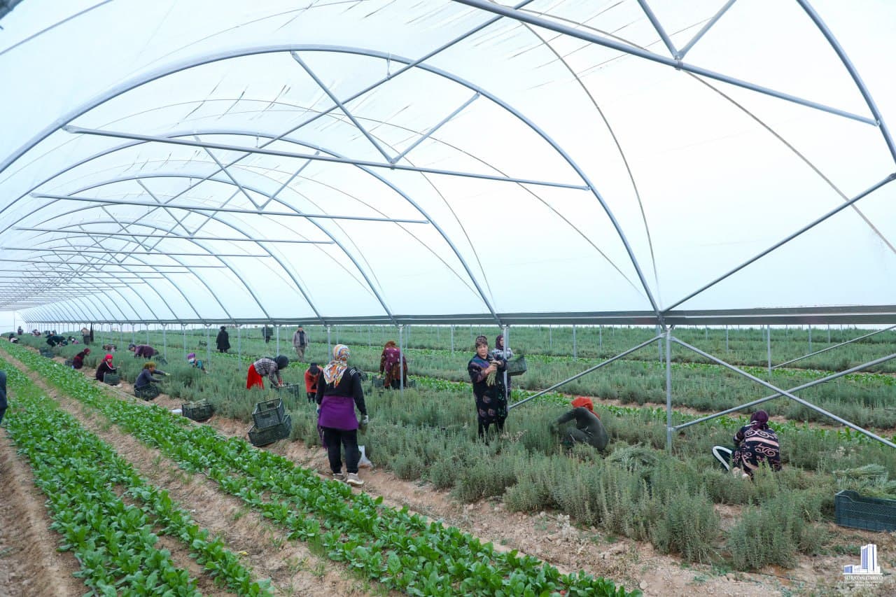 Muzrabot tumanida chorvachilik loyihasi va agrokompleks faoliyati o‘rganildi