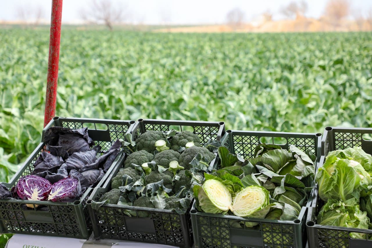 Ангорда қишлоқ хўжалиги маҳсулотлари етиштириш ва экспорт жараёнлари ўрганилди