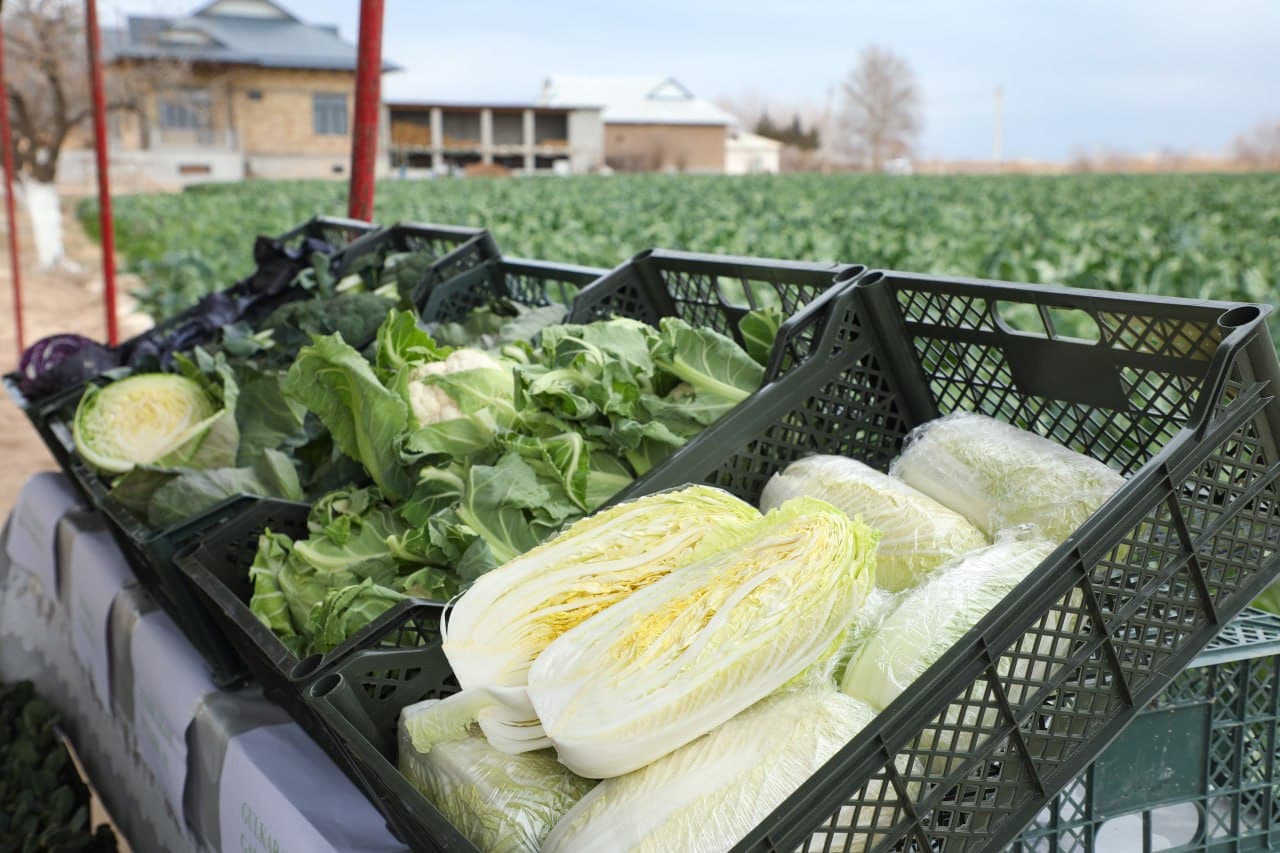 Ангорда қишлоқ хўжалиги маҳсулотлари етиштириш ва экспорт жараёнлари ўрганилди