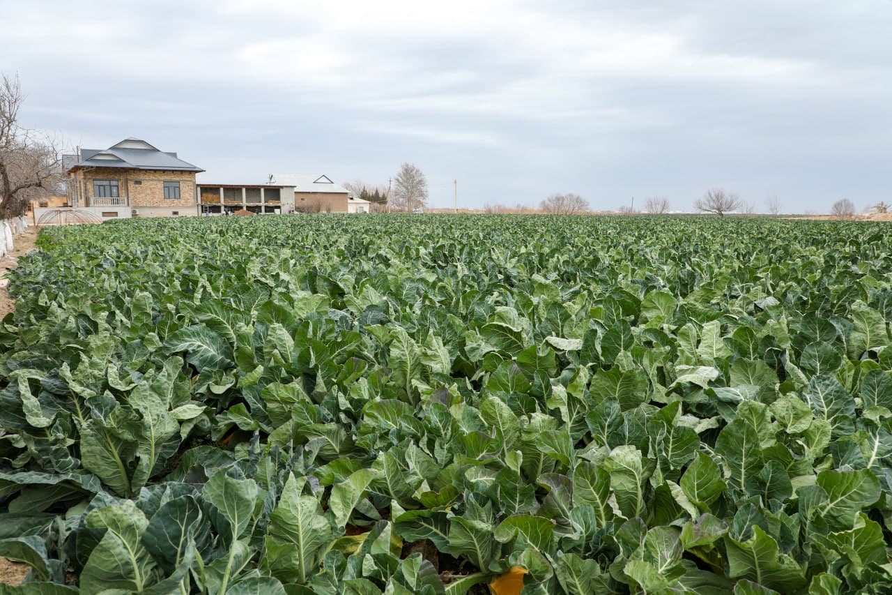 Ангорда қишлоқ хўжалиги маҳсулотлари етиштириш ва экспорт жараёнлари ўрганилди