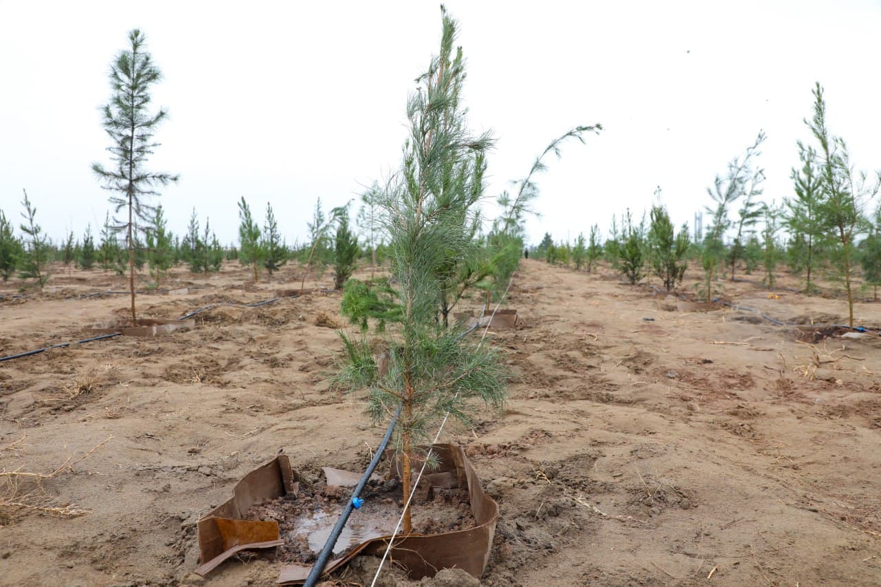 Angor tumanida "Yashil makon" umummilliy loyihasi ijrosi o‘rganildi