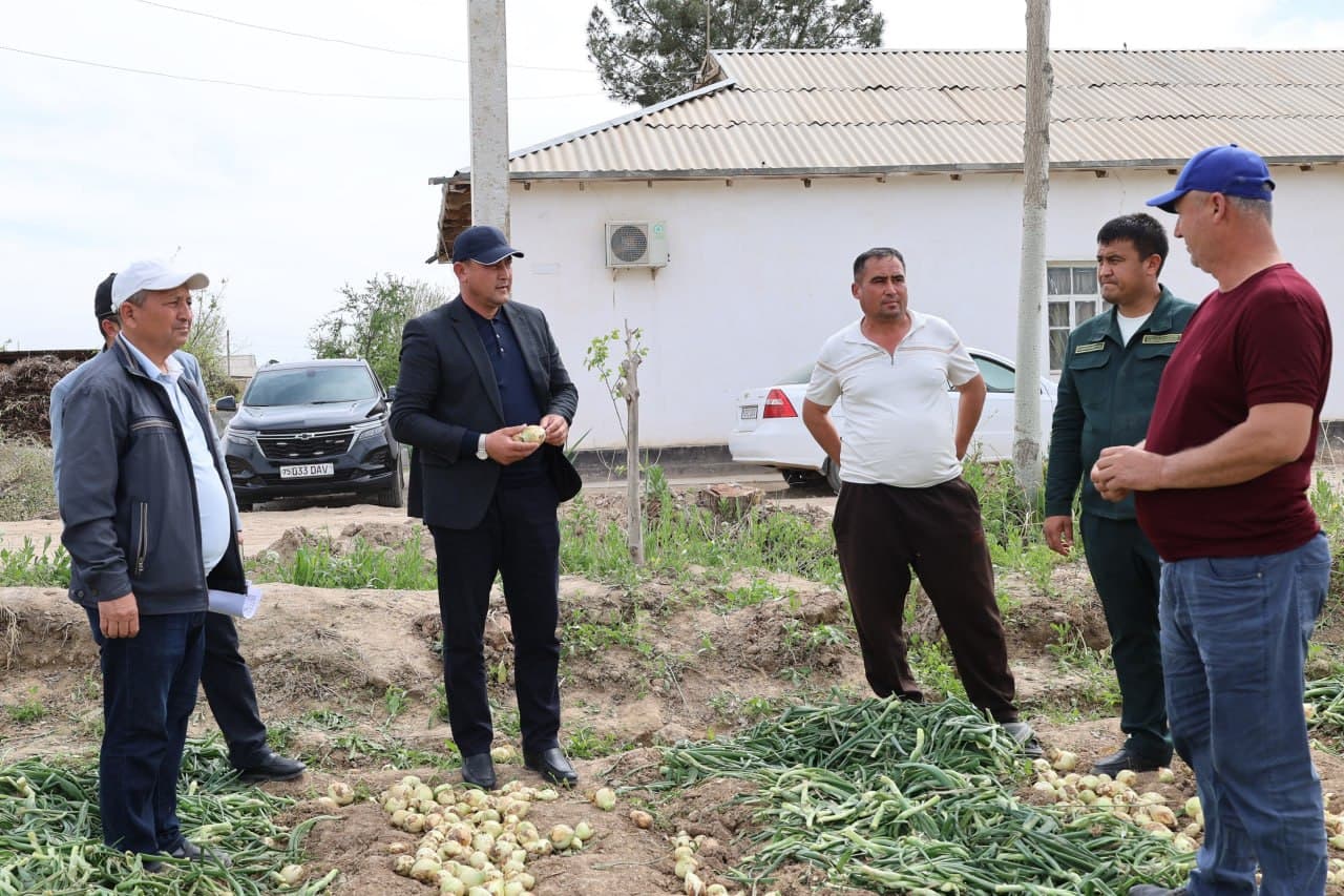 🧅 Muzrabotlik mirishkorlar joriy mavsumda ham respublikada birinchi bo‘lib piyoz hosilini yetishtirdi