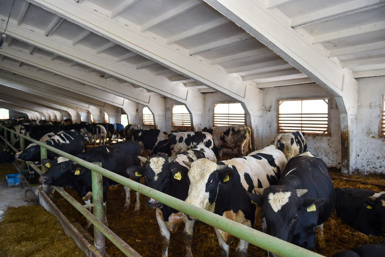 Belarusdan Surxondaryoga sifatli mol go‘shti yetkazib berish yo‘lga qo‘yilmoqda