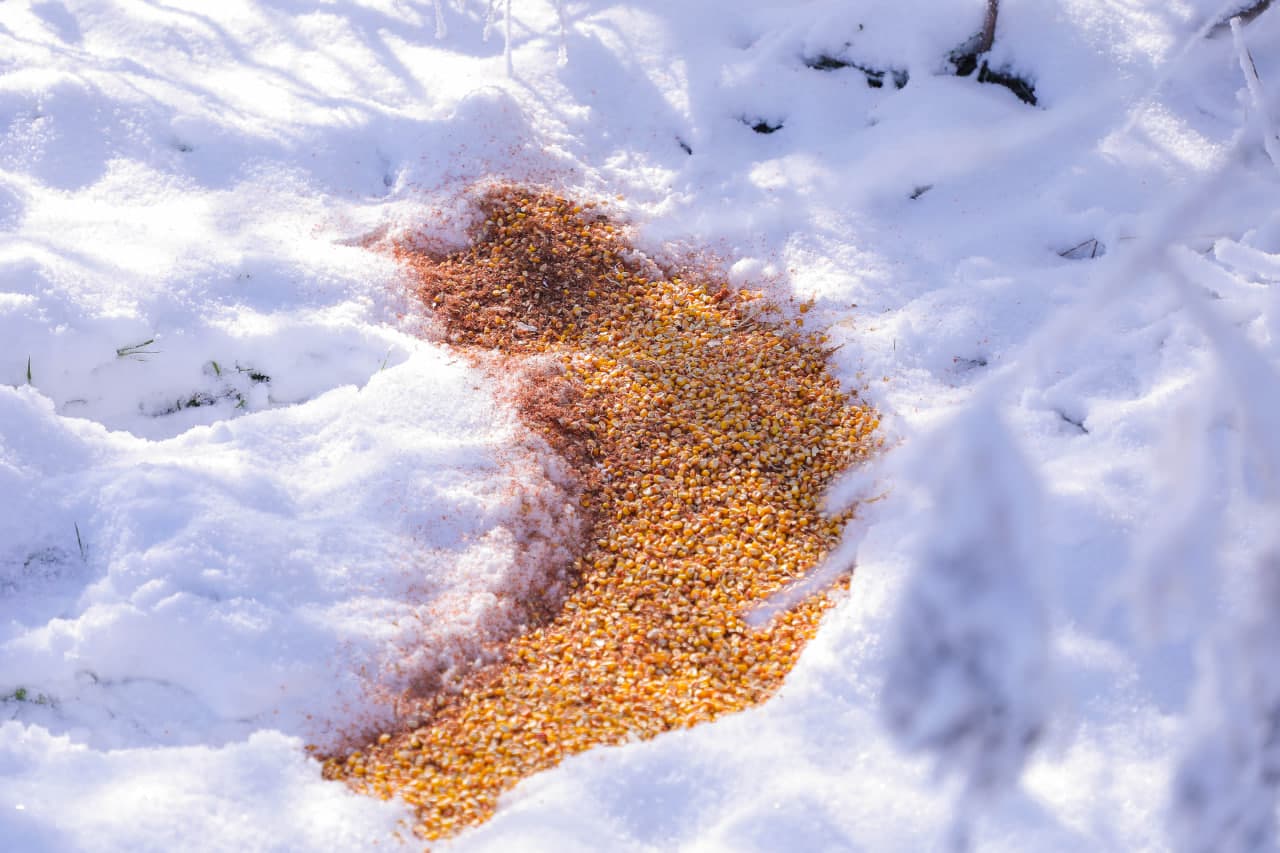 Sayxun bo‘ylarida biotexnik tadbirlar