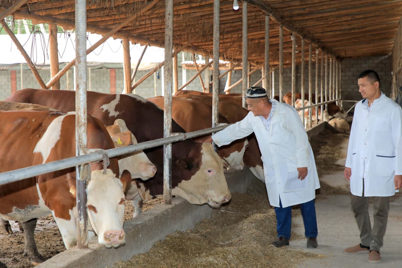 Ёзёвонда чорвачилик истиқболлари кенгаймоқда