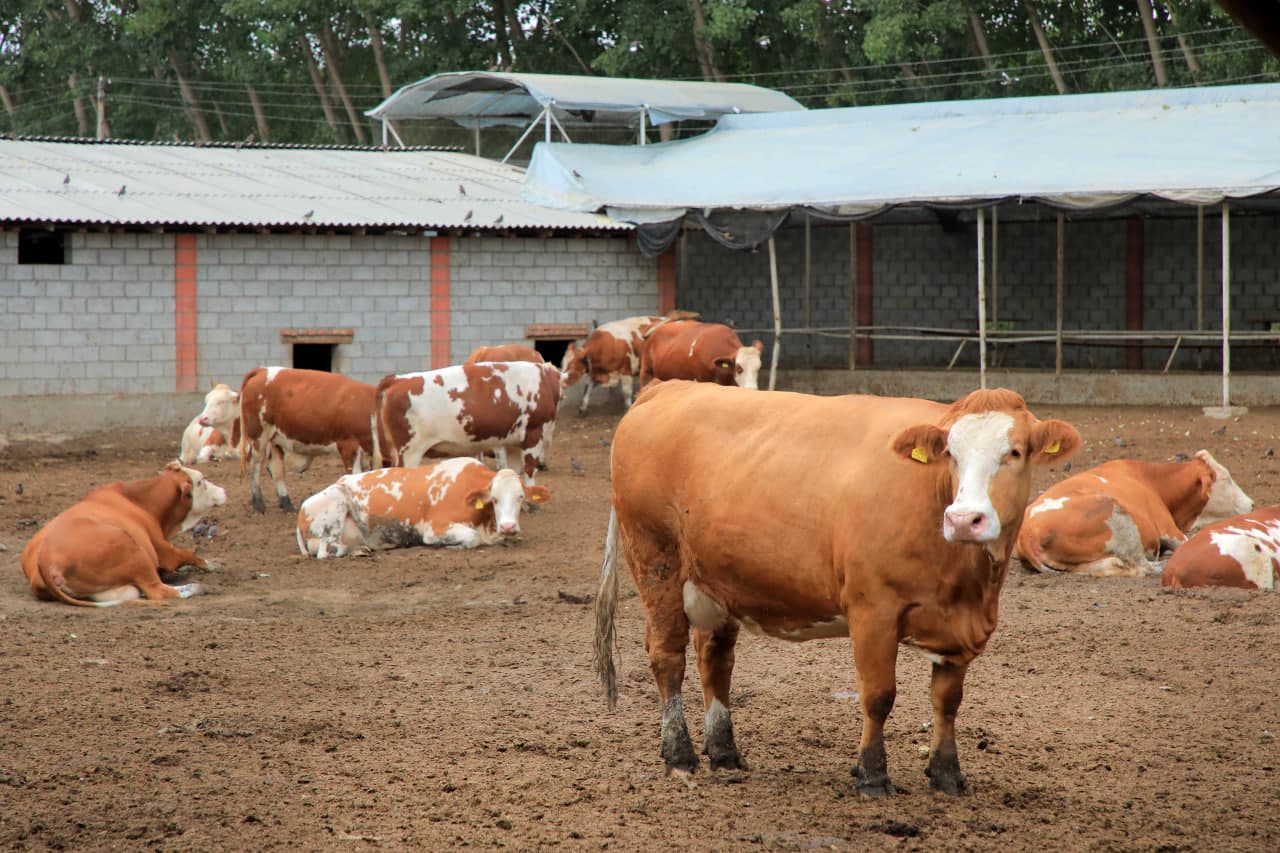 Ёзёвонда чорвачилик истиқболлари кенгаймоқда