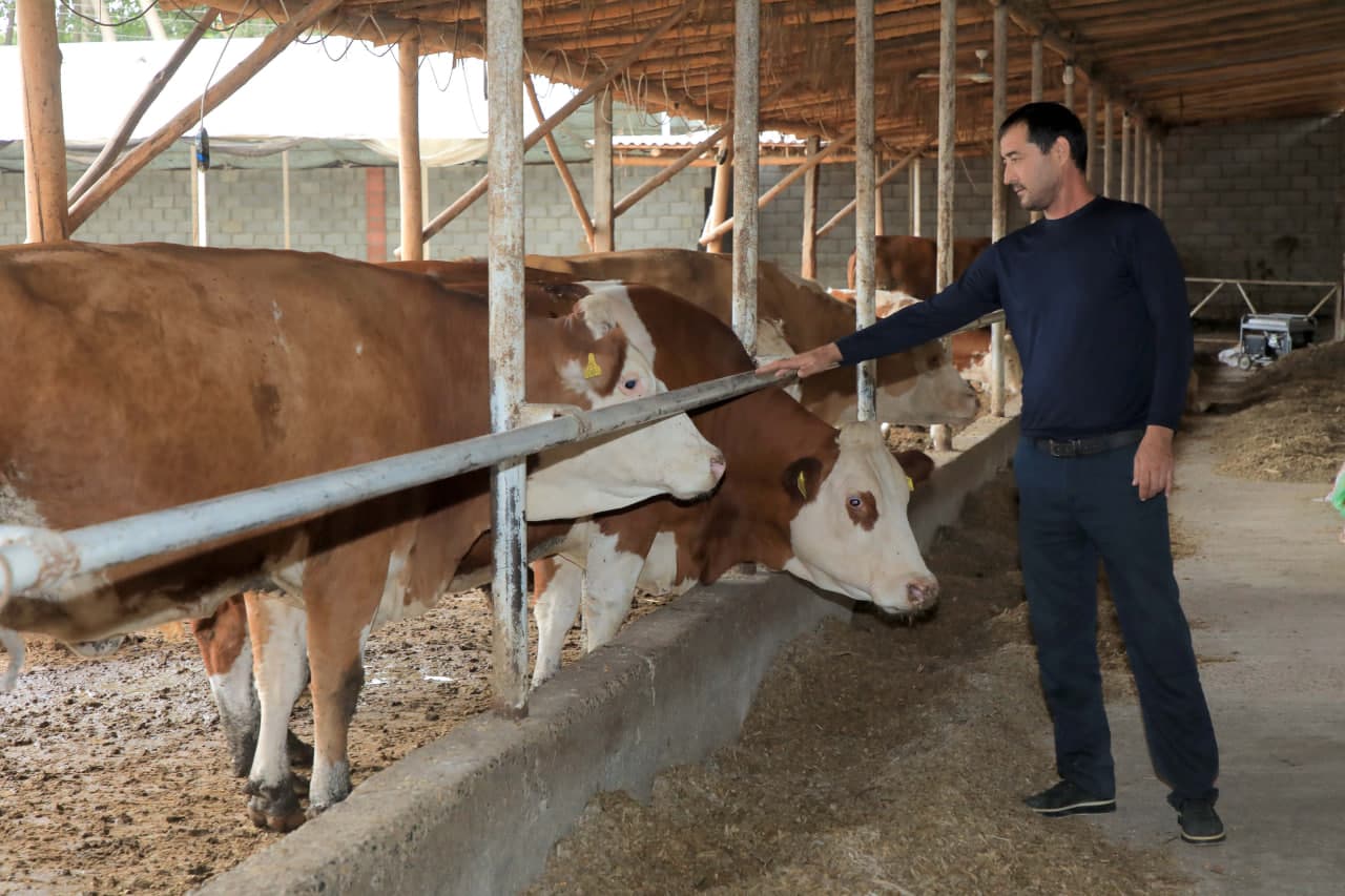 Ёзёвонда чорвачилик истиқболлари кенгаймоқда