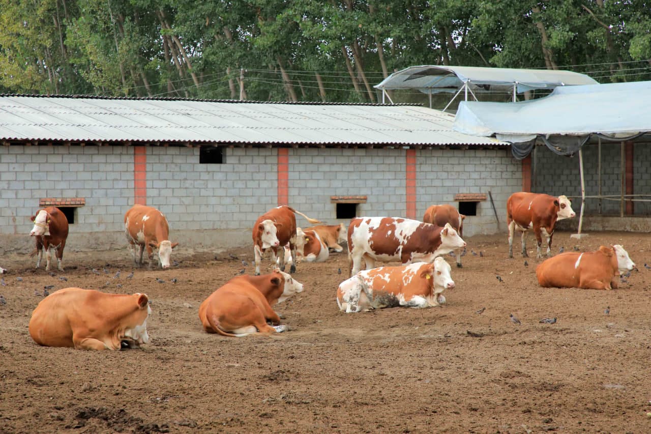 Ёзёвонда чорвачилик истиқболлари кенгаймоқда