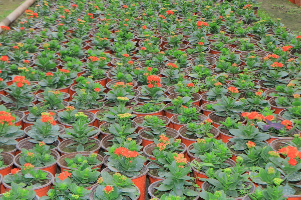 Ҳар қарич ер — даромад манбаи: “Собиржон” маҳалласи тажрибаси