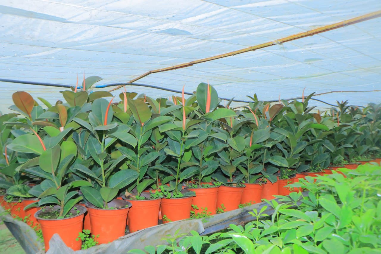 Ҳар қарич ер — даромад манбаи: “Собиржон” маҳалласи тажрибаси