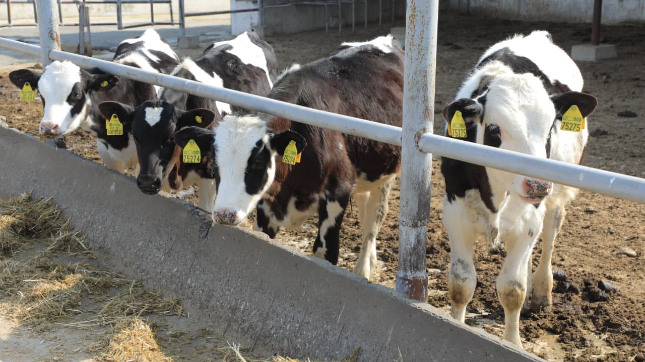 Farg‘onada chorvachilik tarmoqlarini rivojlantirishda muhim loyihalar amalga oshirilmoqda