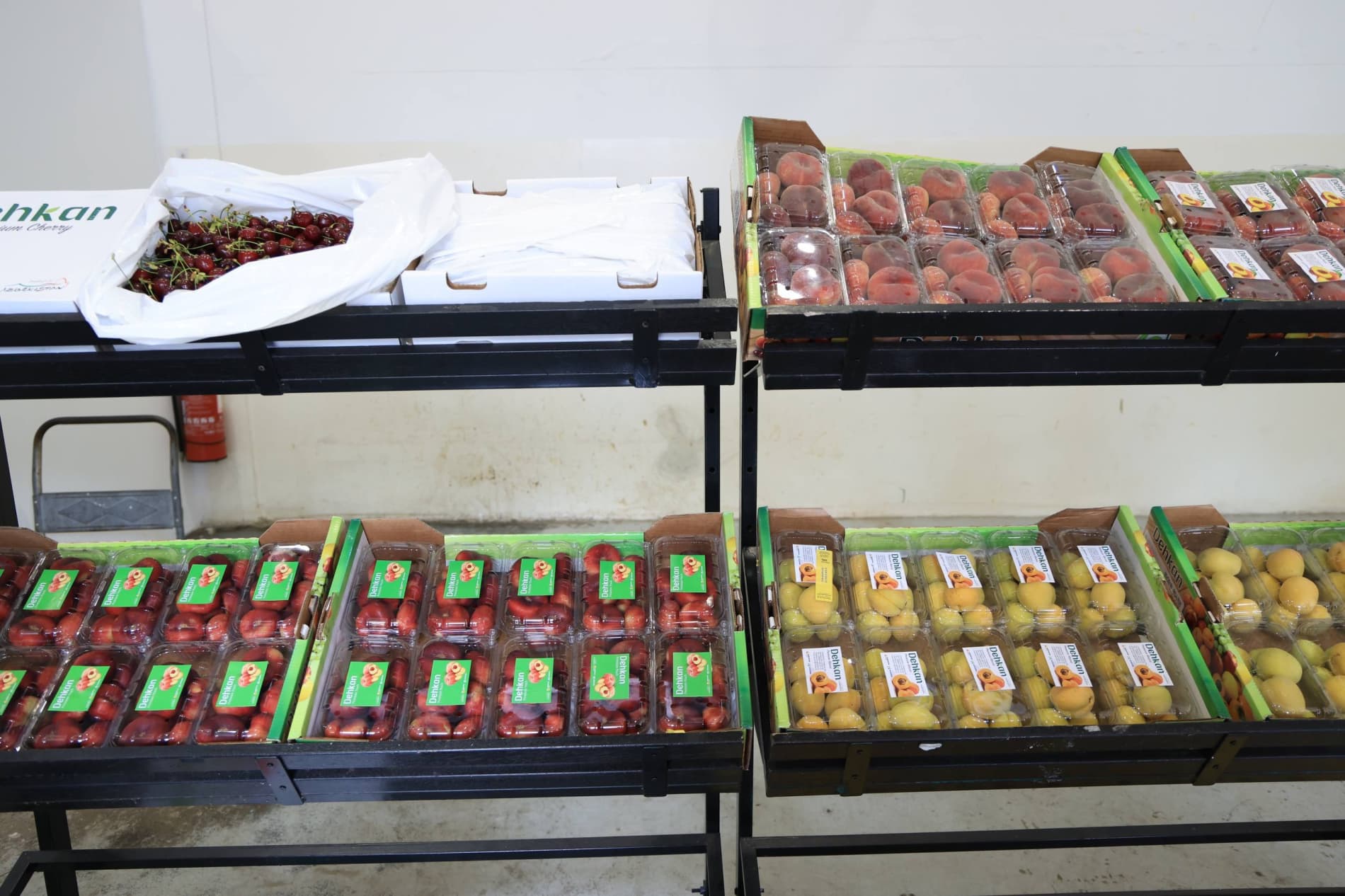 Cherries grown in the Fergana region, as well as apricots and peaches for the first time ever, have been introduced to the Malaysian market.
