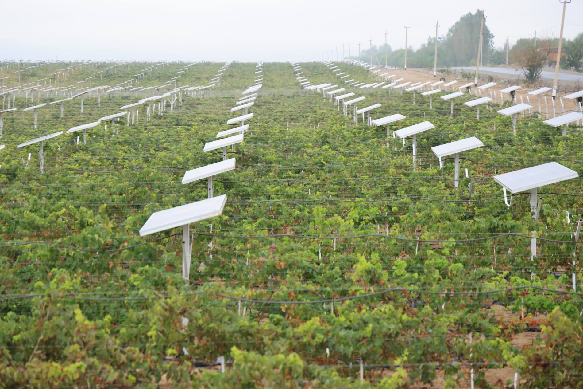 Modern Agricultural Technologies Applied in Viticulture