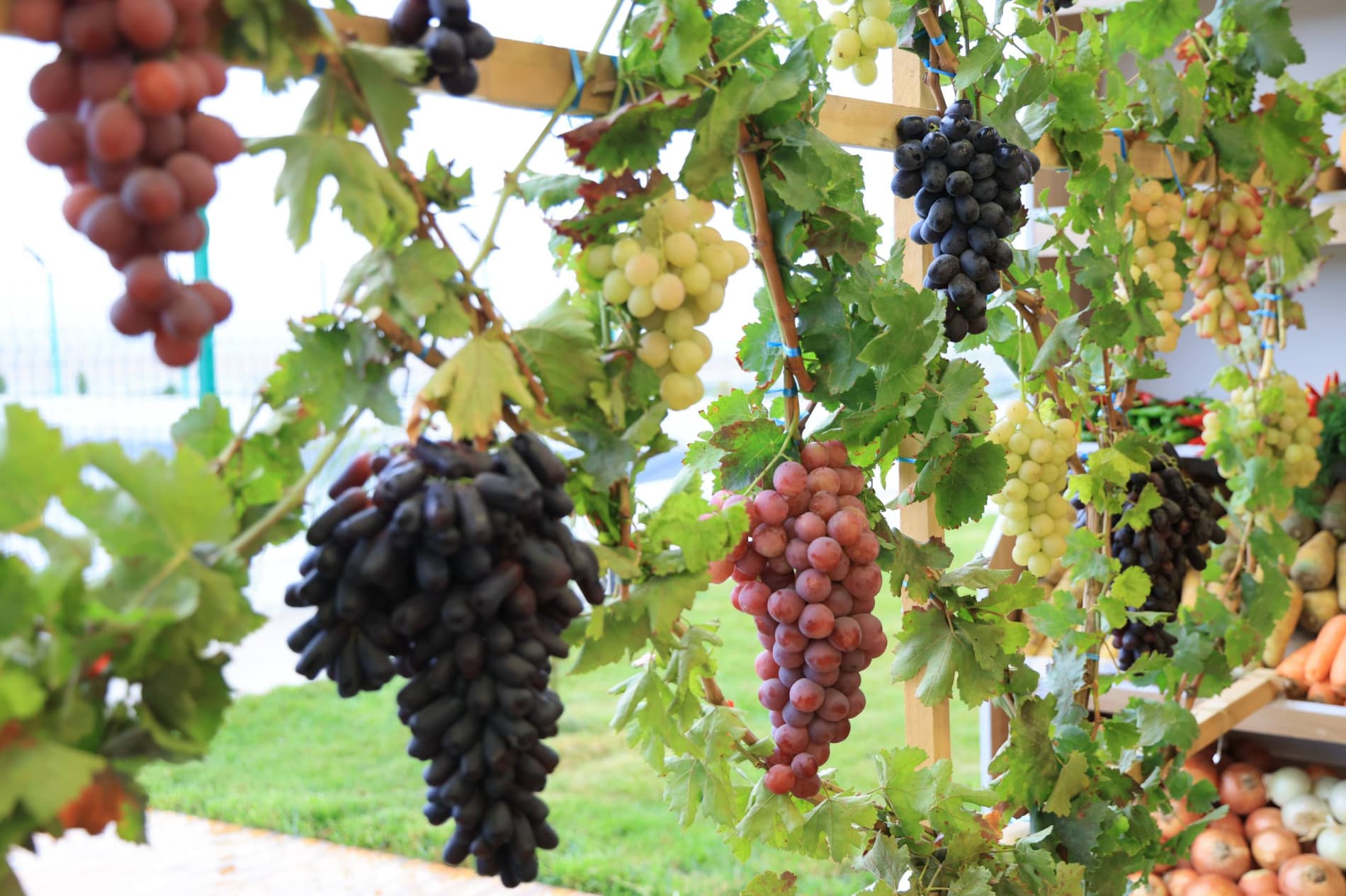 Modern Agricultural Technologies Applied in Viticulture