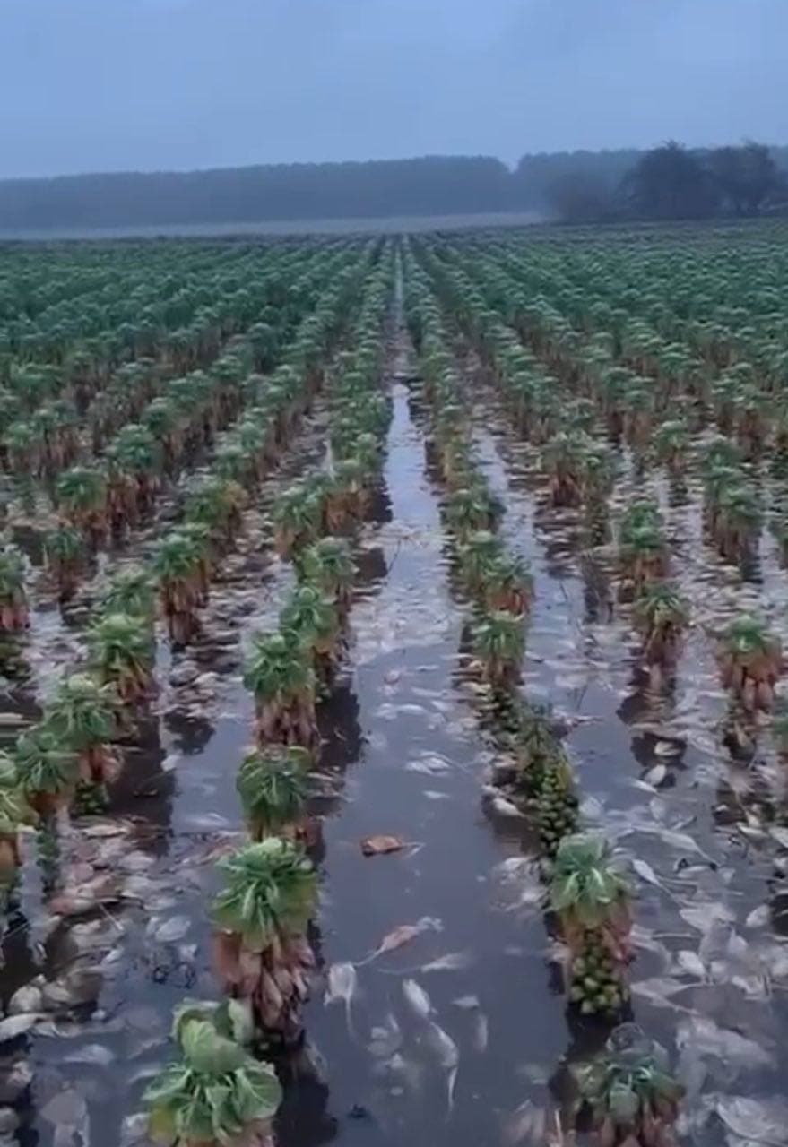 Буюк Британиянинг “Telpasc” (Ethero) ташкилоти бўйича расмий баёнот