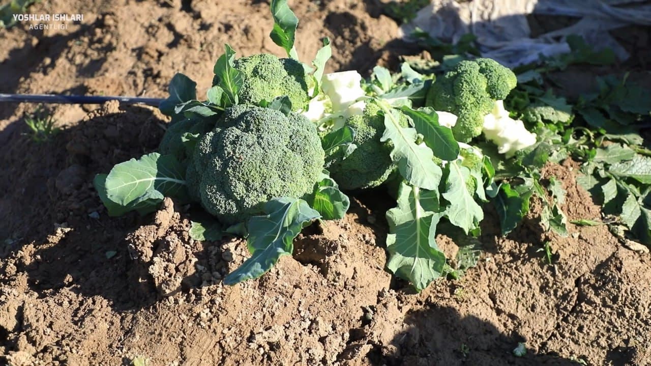 Баракали ерда – баракали ҳосил!