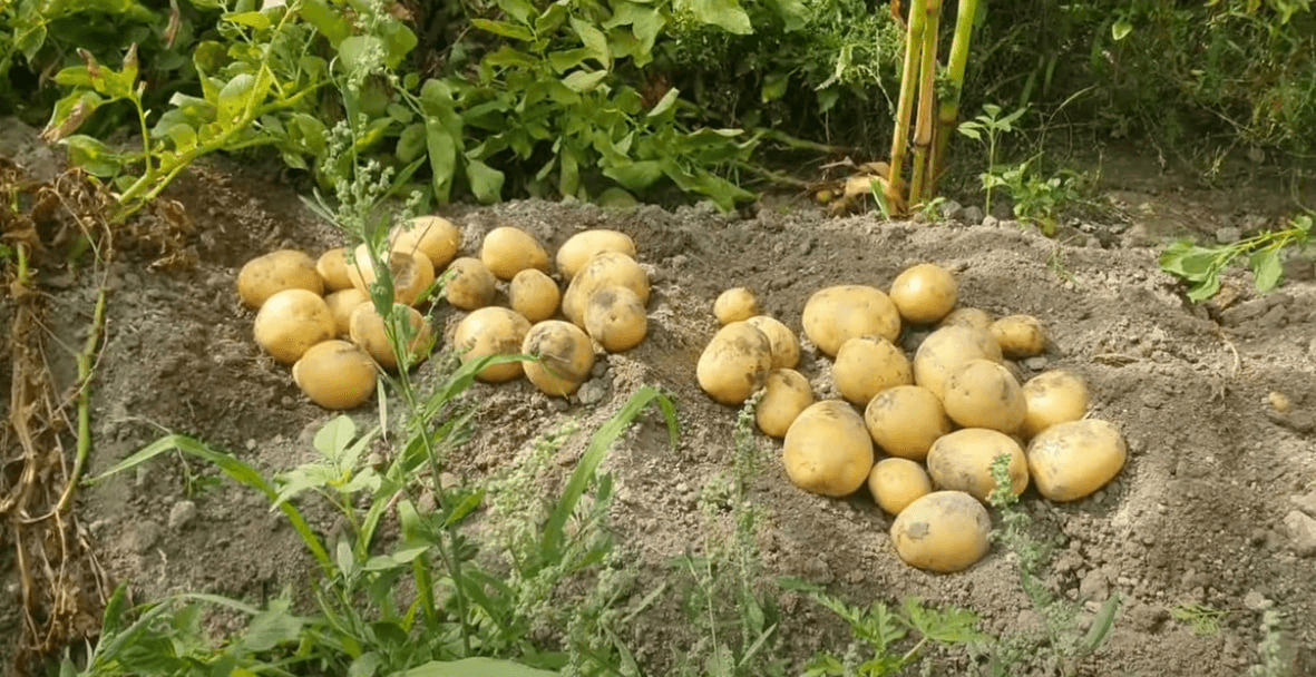 ПОВТОРНАЯ КАРТОФЕЛЬ - ДОПОЛНИТЕЛЬНЫЙ ИСТОЧНИК ДОХОДА