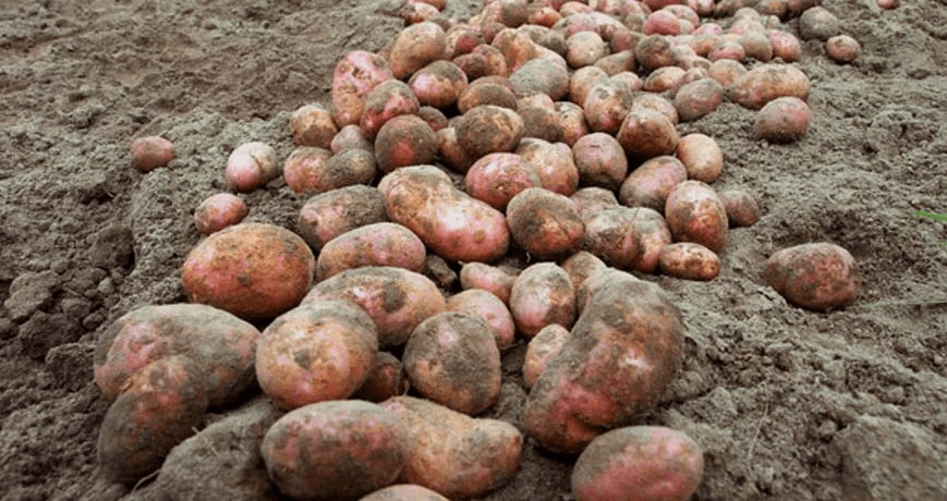 ПОВТОРНАЯ КАРТОФЕЛЬ - ДОПОЛНИТЕЛЬНЫЙ ИСТОЧНИК ДОХОДА