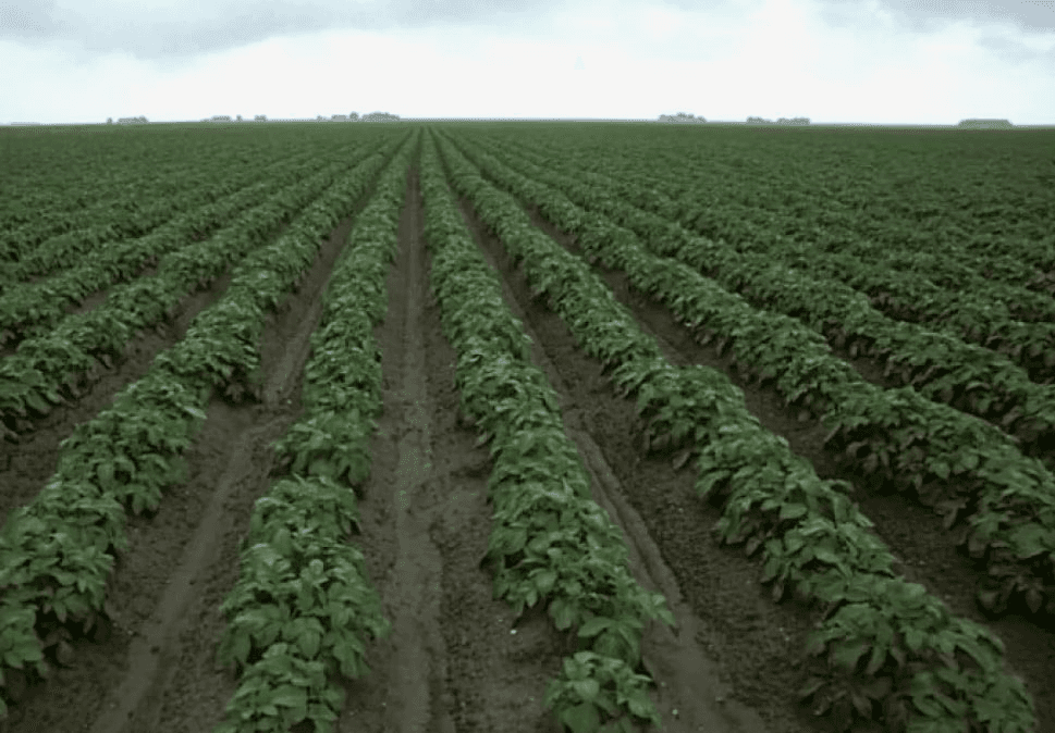 ПОВТОРНАЯ КАРТОФЕЛЬ - ДОПОЛНИТЕЛЬНЫЙ ИСТОЧНИК ДОХОДА