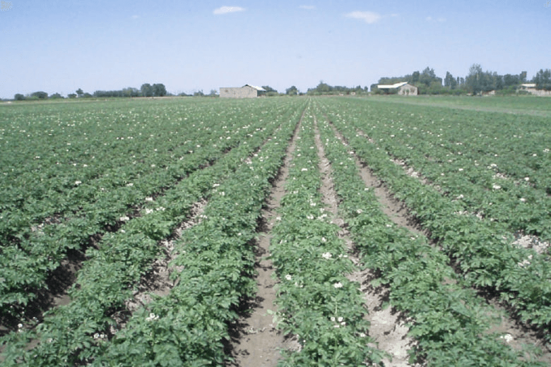 ПОВТОРНАЯ КАРТОФЕЛЬ - ДОПОЛНИТЕЛЬНЫЙ ИСТОЧНИК ДОХОДА