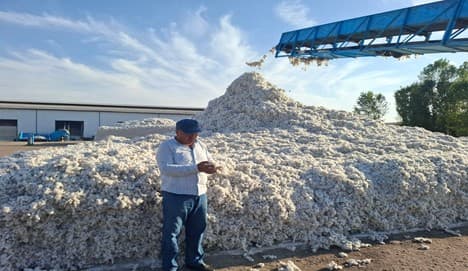 TOSHKENT VILOYATIDA PAXTA HOSILI YIG‘IM-TERIMINING BORISHI O‘ZAGROINSPEKSIYA NAZORATIDA