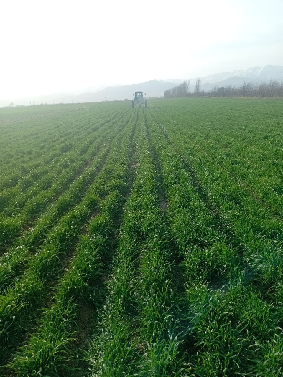 G‘ALLA MAYDONLARIDAGI AGROTEXNIK TADBIRLAR “O‘ZAGROINSPEKSIYA” NAZORATIDA