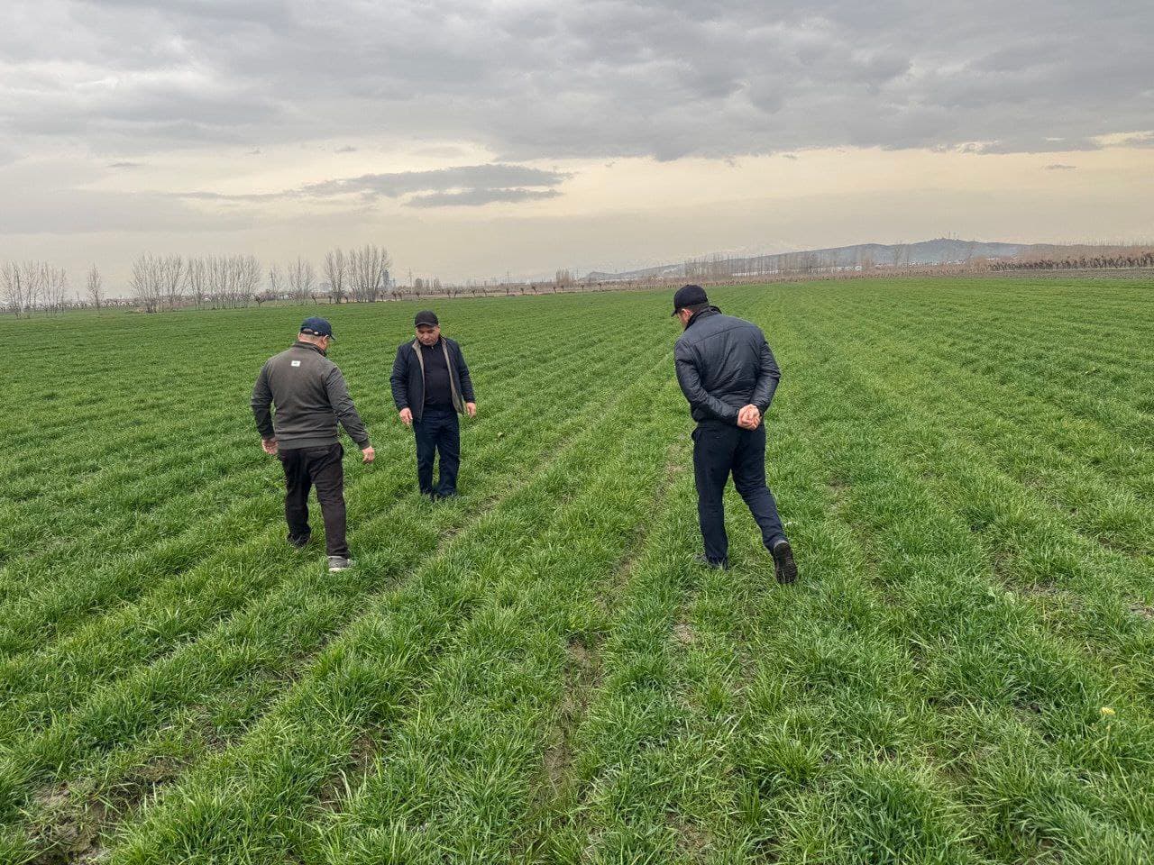 G‘ALLA MAYDONLARIDAGI AGROTEXNIK TADBIRLAR “O‘ZAGROINSPEKSIYA” NAZORATIDA
