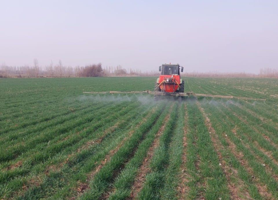 ВЫРАЩИВАНИЕ СЕМЯН СЕЛЬСКОХОЗЯЙСТВЕННЫХ КУЛЬТУР ПОД КОНТРОЛЕМ ИНСПЕКЦИИ.