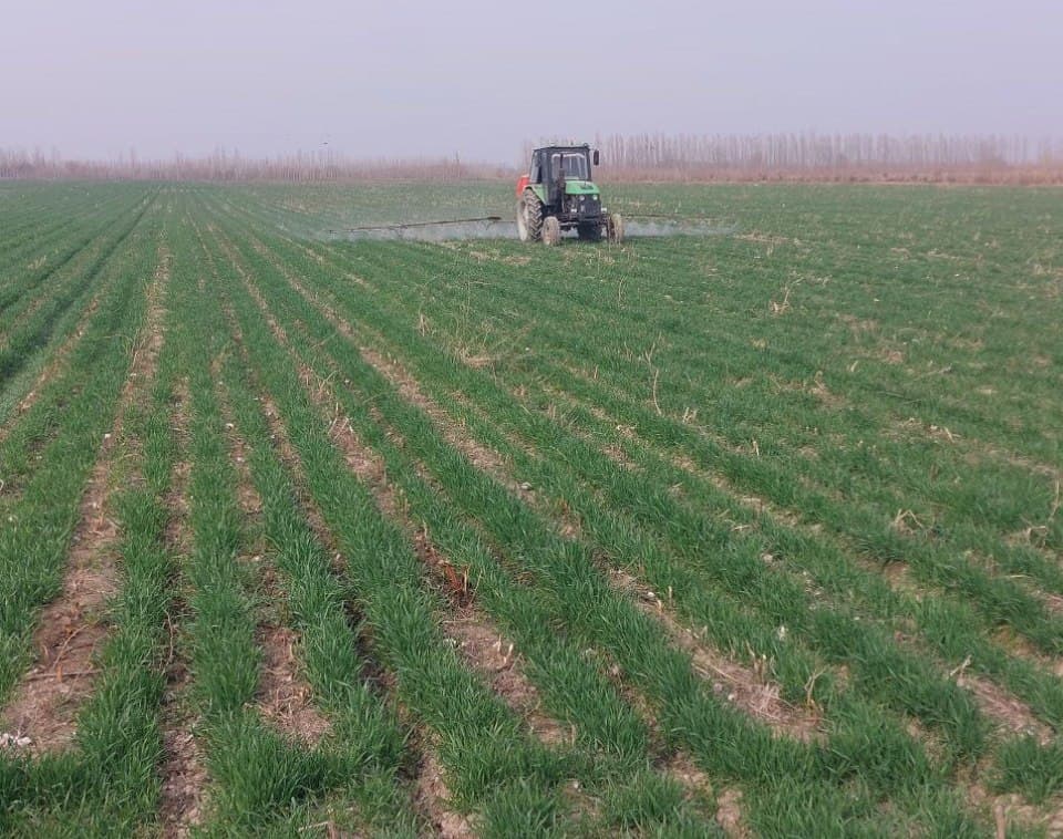 ВЫРАЩИВАНИЕ СЕМЯН СЕЛЬСКОХОЗЯЙСТВЕННЫХ КУЛЬТУР ПОД КОНТРОЛЕМ ИНСПЕКЦИИ.