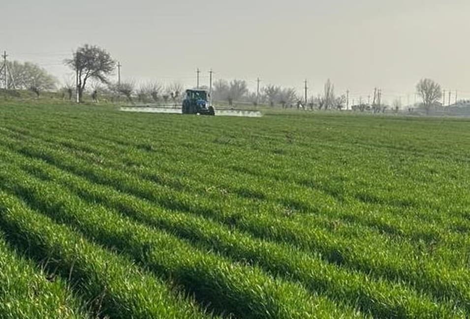 Качественные семена – основа высокой урожайности.