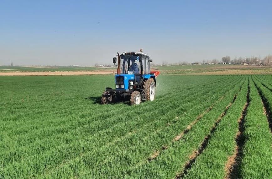 Качественные семена – основа высокой урожайности.