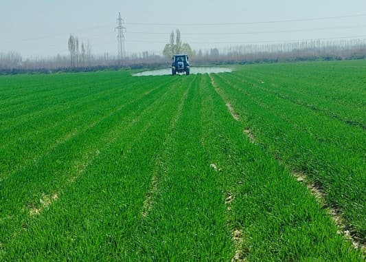 Агротехнические мероприятия на зерновых полях под контролем «Узагроинспекции»