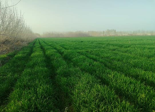 Агротехнические мероприятия на зерновых полях под контролем «Узагроинспекции»