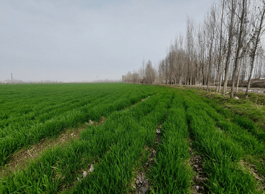 Агротехнические мероприятия на зерновых полях под контролем «Узагроинспекции»