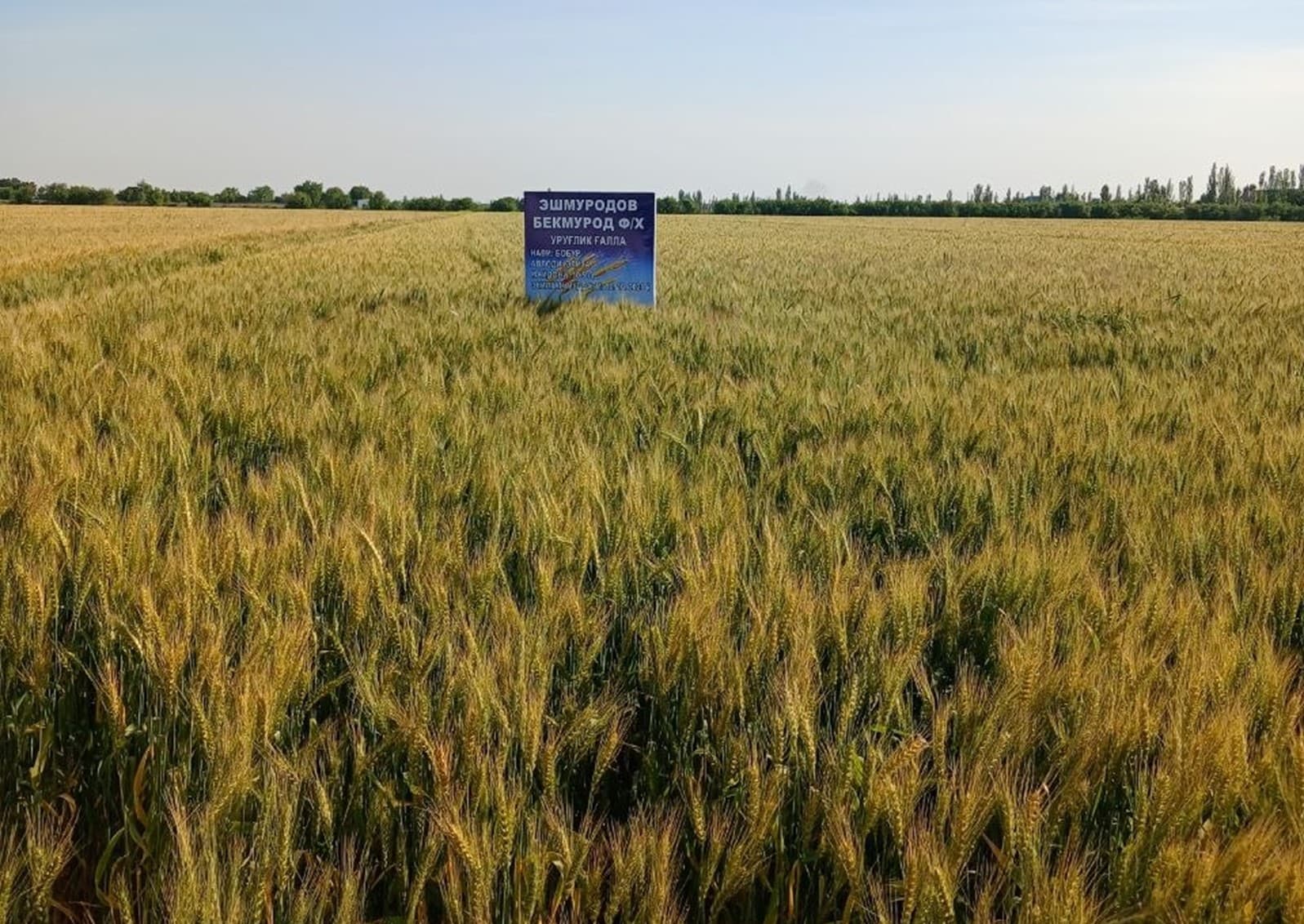 BUXORO VILOYATIDA 5 MING GEKTARDAN ORTIQ MAYDONLARIDA URUG‘LIK G‘ALLA PARVARISH QILINMOQDA.